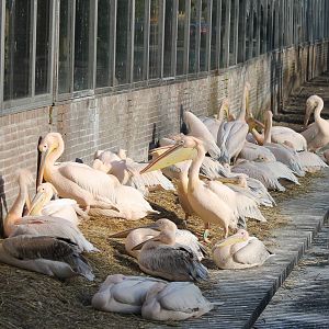 A lot of Pelicans