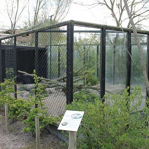 Enclosure Corsac fox
