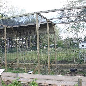 Aviary Diamond dove and Zebra finch