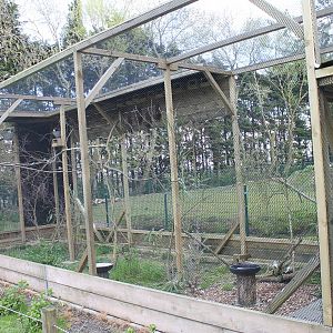 Aviary Diamond dove and Zebra finch
