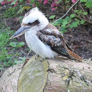Kookaburra