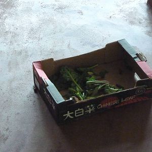 Orangutan enrichment, April 2016