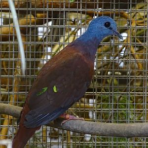 Plzen behind the Scenes: Blue-headed wood dove