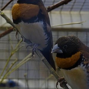 Plzen behind the Scenes: Chestnut-breasted mannikin