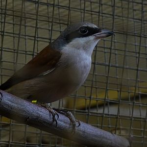 Plzen behind the Scenes: Red-backed shrike