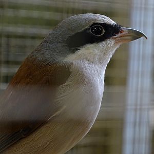 Plzen behind the Scenes: Red-backed shrike