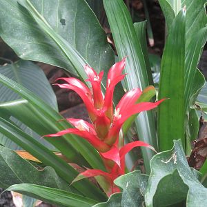 Amazonia - Flower (ID would be nice)