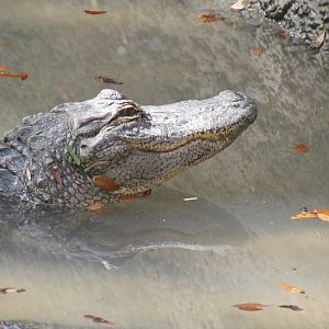 American Alligator
