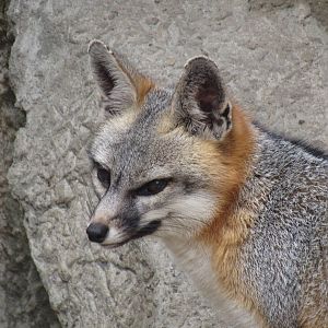 Gray Fox