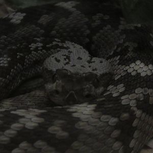 Black-Tailed Rattlesnake