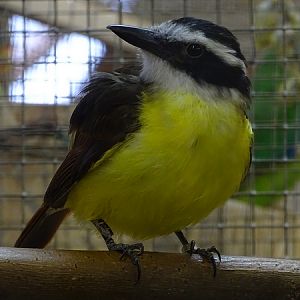 Plzen behind the Scenes: Great kiskadee flycatcher