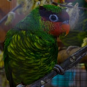 Plzen behind the Scenes: Johnstone's lorikeet
