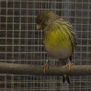 Plzen behind the Scenes:  Island canary