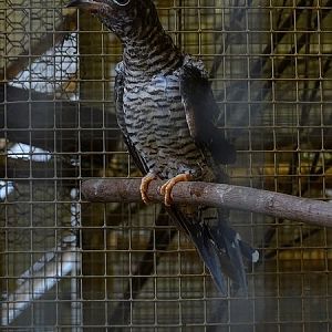 Plzen behind the Scenes: Common cuckoo
