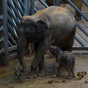 Asian elephant newborn