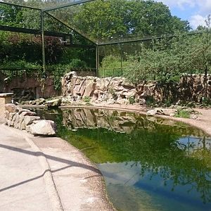 Inca tern and HUmboldt penguin enclosure
