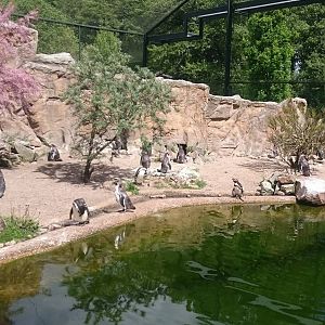 Inca tern and HUmboldt penguin enclosure