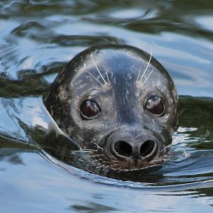 Harbour seal