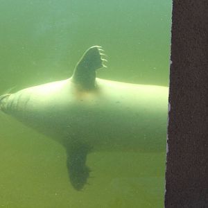 Underwater viewing seals