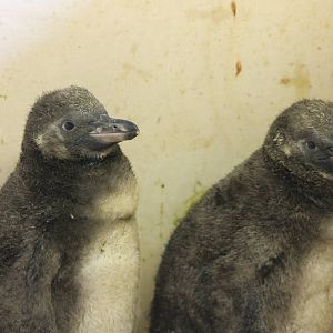 Hand-raised Humboldt penguins