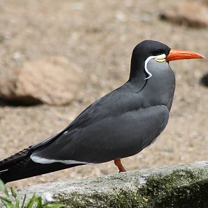 Inca tern