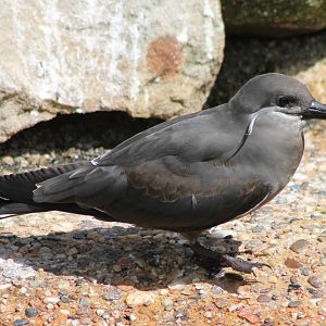 Young Inca tern