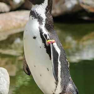 Humboldt penguin