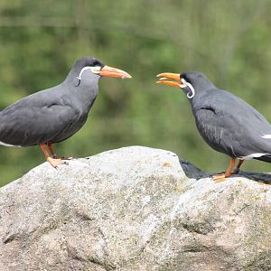 Inca terns