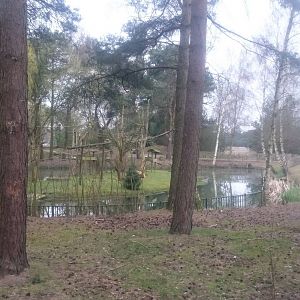 Squirrel monkey island