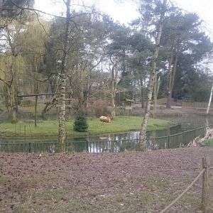 Squirrel monkey island