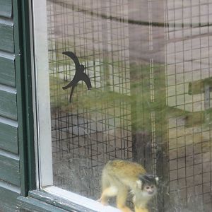 Squirrel monkey indoors