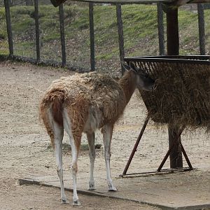 Guanaco