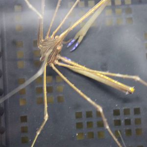 Stenorhynchus seticornis