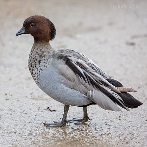Maned duck : Cotswold WP : 07 Feb 2016