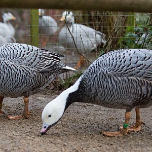 Emperor goose : Cotswold WP : 07 Feb 2016