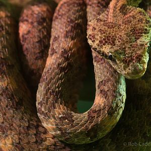 Eyelash viper : Cotswold WP : 07 Feb 2016