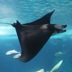 Manta Devil Ray (Mobula mobular), April 2016