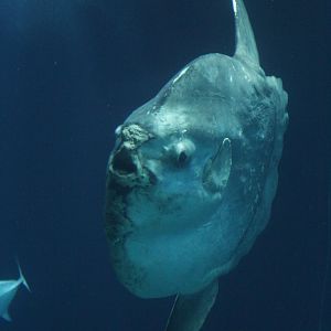 Giant Sunfish (Mola mola), April 2016