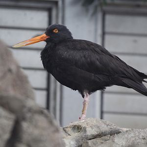 American Black Oystercatcher (Haematopus bachmani), April 2016
