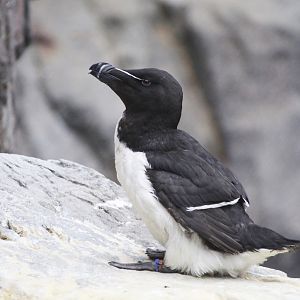 Razorbill (Alca torda), April 2016