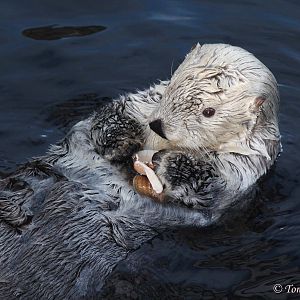 Alaskan Sea Otter (Enhydra lutris kenyoni), April 2016