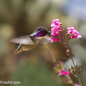 wild hummingbird