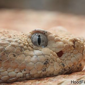 speckled rattlesnake