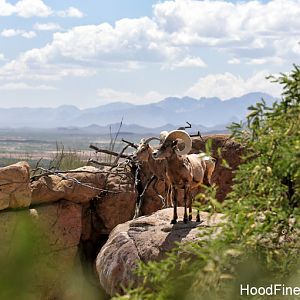 bighorns with a view