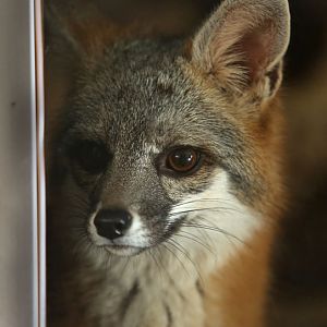 gray fox portrait