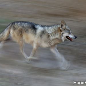 mexican wolf on the move