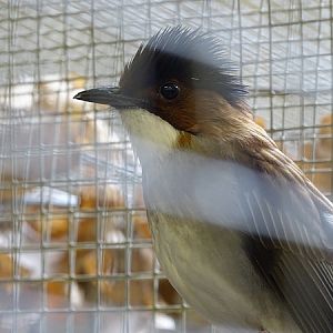 Plzen behind the Scenes: Chestnut-backed bulbul