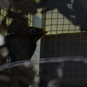 Plzen behind the Scenes: Crested myna