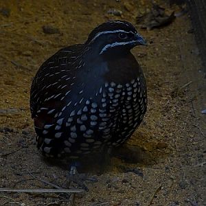 Plzen behind the Scenes: Madagascar partridge