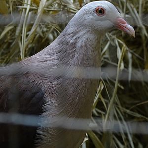 Plzen behind the Scenes: Mauritius pink pigeon
